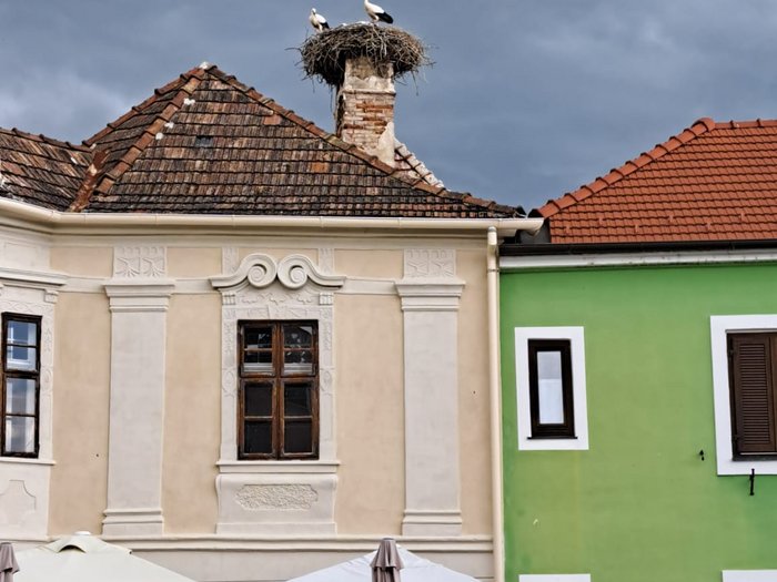 Viaggio culturale nel Burgenland – Opera e musical come fulcro del programma Cicogne nidificano su un camino sopra un caffè con cielo nuvoloso