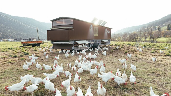 © Südtiroler Bauernbund Freilaufende Hühner auf einer Wiese neben einem mobilen Hühnerstall