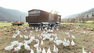 © Südtiroler Bauernbund Freilaufende Hühner auf einer Wiese neben einem mobilen Hühnerstall