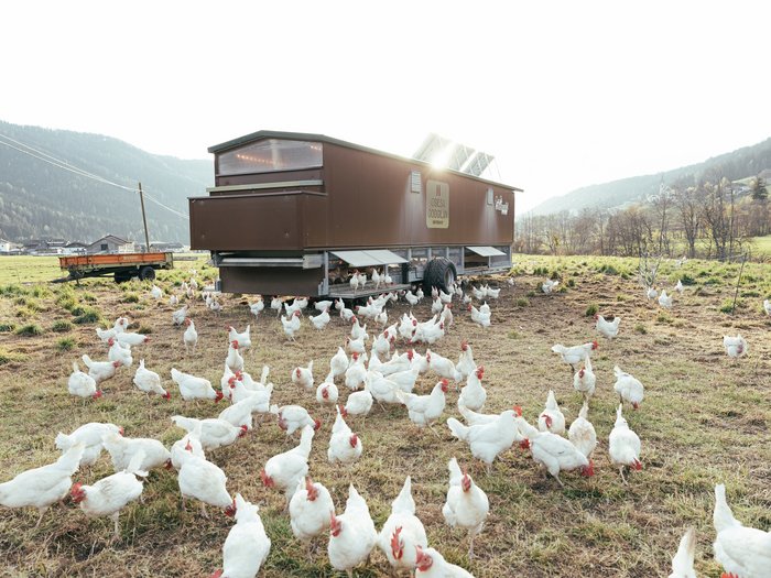 © Südtiroler Bauernbund Freilaufende Hühner auf einer Wiese neben einem mobilen Hühnerstall
