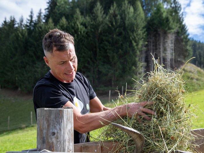 © Südtiroler Bauernbund Mann hebt Heu im Freien vor Tannenwald und grünem Feld