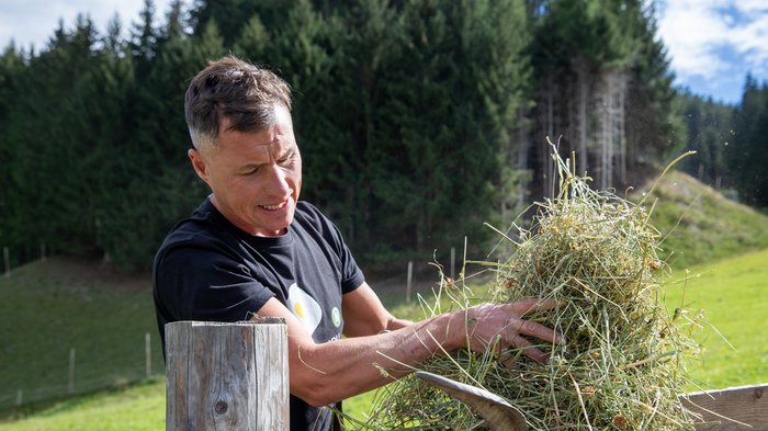 © Südtiroler Bauernbund Mann hebt Heu im Freien vor Tannenwald und grünem Feld
