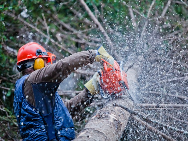 Ausbildung Arbeiter zersägt Baumstamm mit Motorsäge im Wald