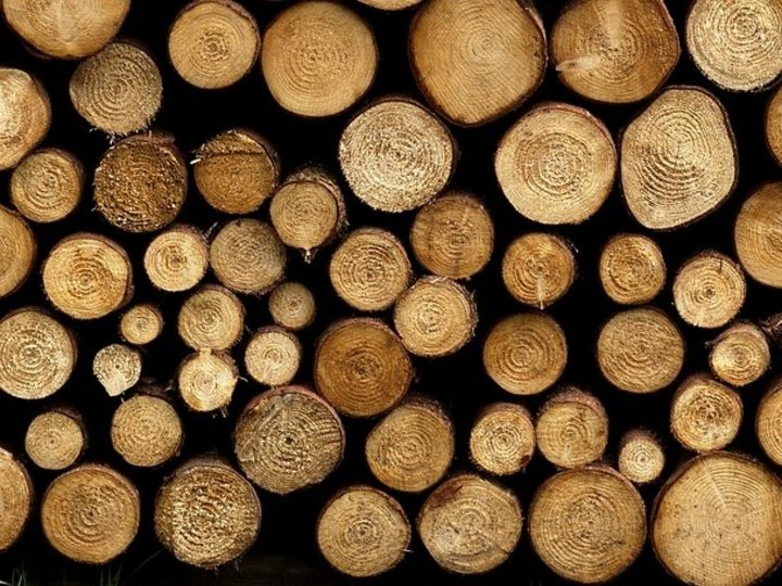 Ausbildung Quer geschnittene Baumstämme übereinander gestapelt
