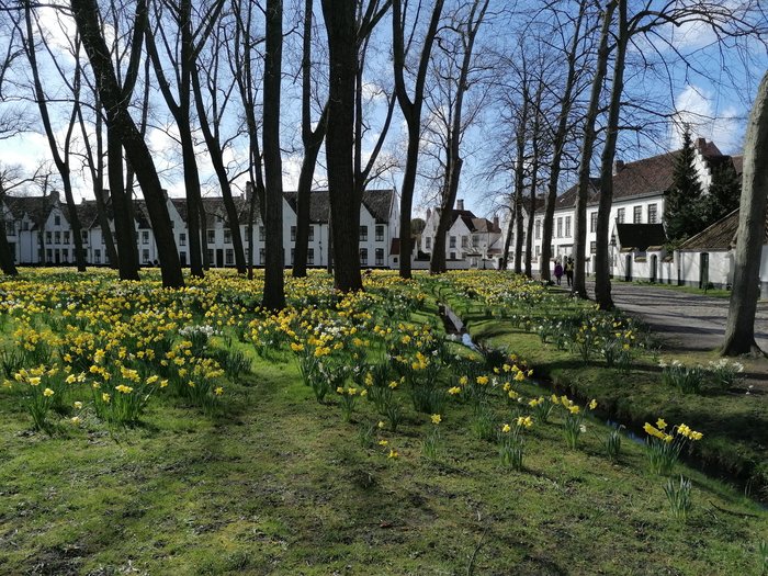 Althandwerker/innen im Herzen der Europäischen Union Gelbe Narzissen im Park mit weißen Häusern und kahlen Bäumen im Hintergrund